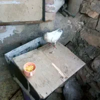 کبوتر  و ارک|پرنده|جوانرود, |دیوار