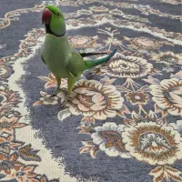 « ملنگو نر دو ساله آماده جفت خوردن » شاه طوطی راهب