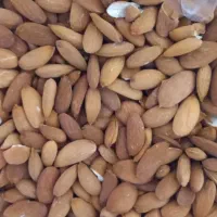 هسته تلخ وبادام تلخ