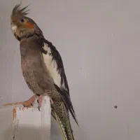 عروس هلندی گم شده