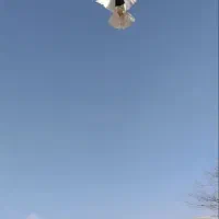 جوجه طوقی گمشده. اطراف شریعتی چهرراه اجاق