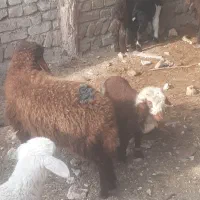سه عدد بره علف خور یکی نر دوتا ماده سالم سرحال