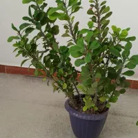 گل اپارتمانی|گل و گیاه طبیعی|رشت, پل تالشان|دیوار