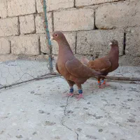 جفت گلی و دوتا نرشامی