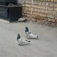 کبوتر|پرنده|گیان, |دیوار