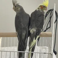 عروس هلندی|پرنده|رشت, فلسطین|دیوار