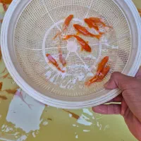 ماهی قرمز|ماهی|اصفهان, فجر|دیوار