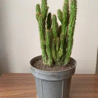 گل کاکتوس|گل و گیاه طبیعی|اصفهان, شاهد|دیوار