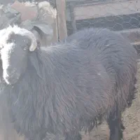 قوچ. بختیاری