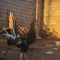 خروس چاق سنگین|پرنده|کوهدشت, |دیوار