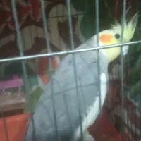 عروس هلندی گمشده