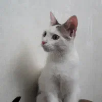 واگذاری گربه