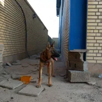 سگ گمشده