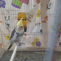 عروس هلندی|پرنده|شیروان (خراسان), |دیوار