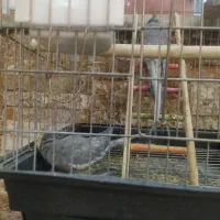 دوعدذعروس هلندی نروماده