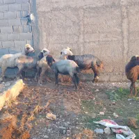 میش دو دندان و چهار دندان بختیاری