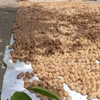 گردودشتک،بادام،برنج ،شیره انگور،لوبیاچیتی