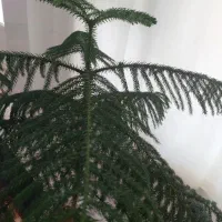 کاج مطبق|گل و گیاه طبیعی|چرداول, |دیوار