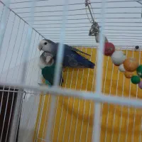 یک جفت عروس کوتوله اماده|پرنده|مشهد, کشف|دیوار