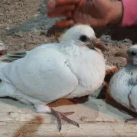 کبوتر مامی کرمانی و سار سیاه