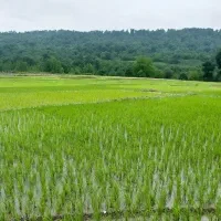 برنج هاشمی گیلان به قیمت سر زمین