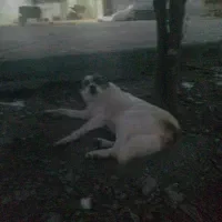 نر بشرط|سگ|خان ببین, |دیوار