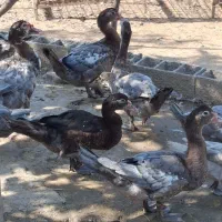 اردک طوسی و مشکی و دودی|حیوانات مزرعه|آمل, |دیوار