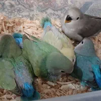 طوطی برزیلی دستی