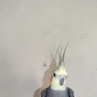 فروش عروس هلندی ، طوطی برزیلی و مرغ عشق