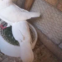 کبوتر  سفید با تخم