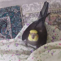 عروس هلندی سخنگو|پرنده|مهاجران, |دیوار