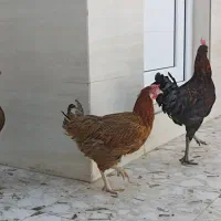 دومرغ ویک خروس