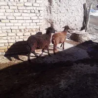 گوسفند بره ماده