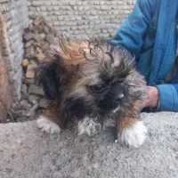 واگذاری تعدادی سگ پا کوتاه