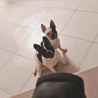 فرنچ بولداگ ارجینال