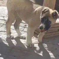 سگ مــاده|سگ|تربت‌حیدریه, باغ سلطانی|دیوار