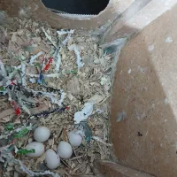 طوطی  برزیلی سبز کوتوله اپال فیشر البینو|پرنده|اصفهان, شهرک صنعتی امیرکبیر (شاپور جدید)|دیوار