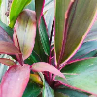 گلهای آپارتمانی/حراج|گل و گیاه طبیعی|لاهیجان, گلستان|دیوار