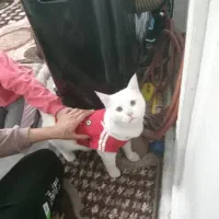 گربه پرشین کم یاب