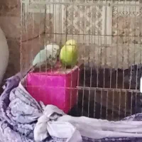 مرغ عشق بدون قفس