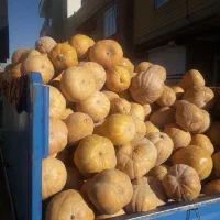 کوله که محلی درجه یک|خوردنی و آشامیدنی|بانه, |دیوار