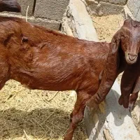 دوعددکره کاموری ودوعدد کره گلابی اصیل