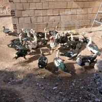 اردک|حیوانات مزرعه|مبارکه, |دیوار