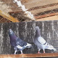 کفتر انگلیسی گرگی قازه سبز سرور
