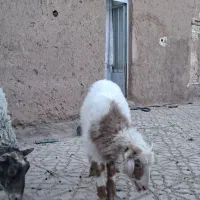 میش وبره  نر رومانف