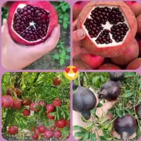 نهال انار ژله ای بدون هسته