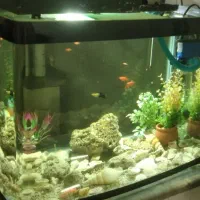 اکواریوم ماهی با همه تجهیزات