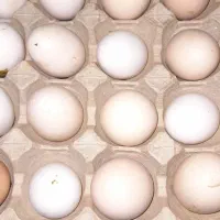 تخم مرغ محلی