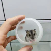 همستر کمپل|موش و خرگوش|ساوه, |دیوار