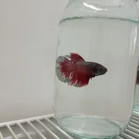 ماهی|ماهی|نیشابور, شهرک بهداری|دیوار